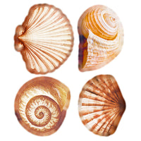 Aplique Litoarte APM3-349 3cm Conchas Mar Doce Lar - Palácio da Arte