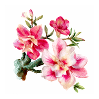 Transfer Têxtil 10x10cm  Opa 3854 Flor Rosa do Deserto