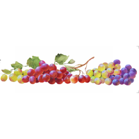 Transfer Têxtil 10x30cm  Opa 3829 Frutas Uvas