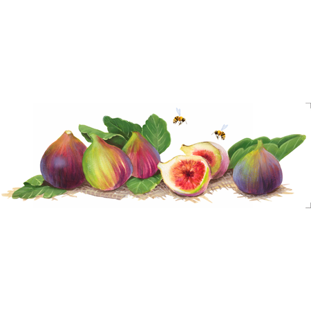 Transfer Têxtil 10x30cm  Opa 3826 Frutas Figos
