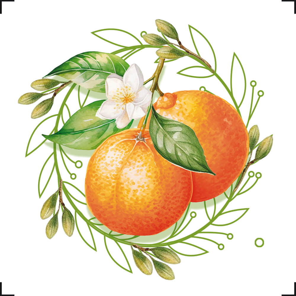 Transfer de Imagem Litoarte 8x8cm TIT-003 Fruta Laranjinha