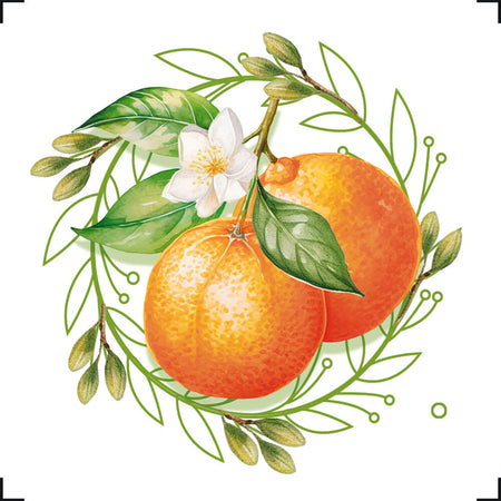 Transfer de Imagem Litoarte 8x8cm TIT-003 Fruta Laranjinha